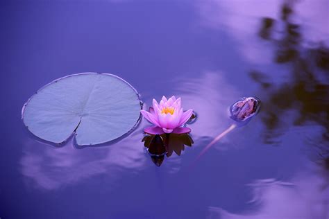 You are currently viewing RDO – Recovery Dharma Online – Beginners Metta Meeting – Mondays